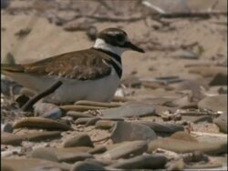 CU Killdeer Plover settling on nest amongst pebbles, USA Stock Footage