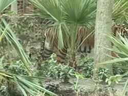 Tiger footage at Tiger Territory Royal Opening Stock Footage