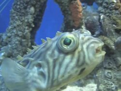 Mangrove community 2 Stock Footage