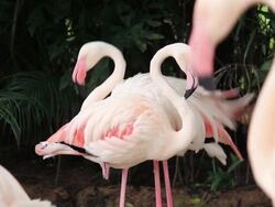 Grooming Flamingo bird feathers Stock Footage