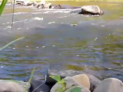 water in creek with sound Stock Footage