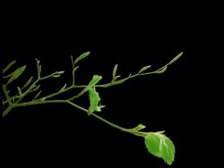 T/L leaves - CU stem of Beech tree leaf buds opening, black background Stock Footage