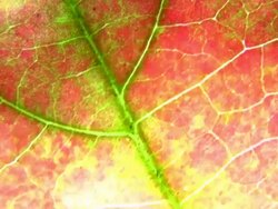 HD 1080i Grit Abstract with leaf veins 1 Stock Footage