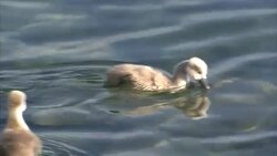 Lake Geneva and Lausanne Stockshots News Clip