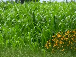 Corn field waving in wind on Texas farm Stock Footage