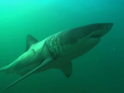 White shark, South Africa, Gansbaai  Stock Footage