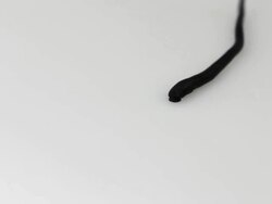 Leech in white background crawling HD Stock Footage