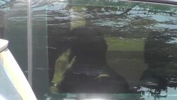 Family friend says autopsy on actor confirmed he died of heart attack News Clip