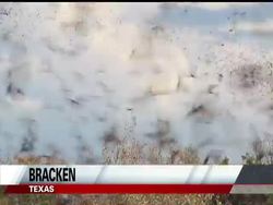 The historic drought in Texas is changing the behavior of the stars of one of the state's natural summer marvels, raising fears the spectacle next year may be less spectacular. News Clip