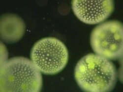 Volvox colonies are composed of hundreds of green algae cells similar to Chlamydomonas, each cell has 2 whip like flagellae and a red eye spot. Stock Footage