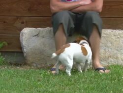 MS TS Shot of dog enjoying at garden area / Biarritz, France Stock Footage
