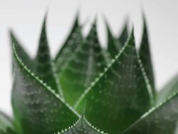 Aloe Vera Stock Footage