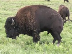 Buffalo 3 - HD 1080/24f Stock Footage
