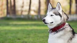 Portrait of Siberian Husky in profile. Dog looks away. Stock Footage