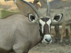 Pull Back Shot Oryx Safari World Bangkok Thailand Stock Footage