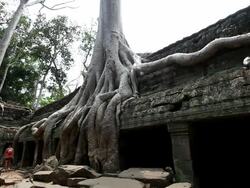 WS Large tree and roots growing  over ruins at Ta Prohm / Siem Reap, Siem Reap, Cambodia Stock Footage