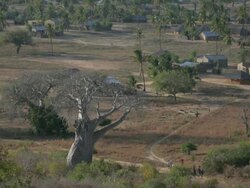 Aerial view of large baobab tree with edge of village Stock Footage