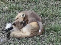 MS Shot of two red fox kits playing with mom on grass / Boulder, Colorado, United States Stock Footage