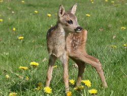 MS Fawn standing in meadow with yellow flowers / Vieux Pont, Normandy,  France Stock Footage