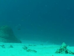 MS Shot of Numerous spotted garden eels emerging and retreating into sand burrows and swaying in current  / Pemba, Cabo Delgado, Mozambique Stock Footage