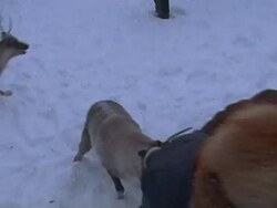 CLEAN: Indigenous way of life under threat in Russia's arctic News Clip