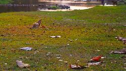 Dog at the park Stock Footage