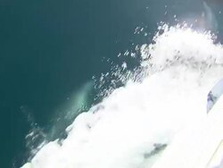 Dolphins swimming at sea from whale watching boat News Clip