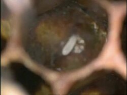 ECU Egg of Honey Bee (Apis mellifera) within cell, England Stock Footage