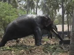 Block Shot Elephant Spraying Water Thrissur Kerala India Stock Footage