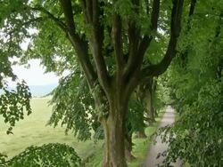 HD CRANE: Treetops Over Treelined Road Stock Footage