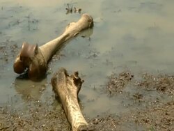 MS pan over Elephant bones by pond Stock Footage
