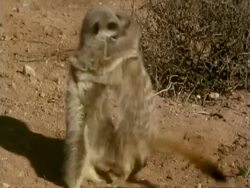 Two meerkats, Suricata suricatta, playfight near burrow, Namaqualand, South Africa Stock Footage