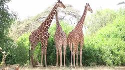 Reticulated Giraffe Stock Footage