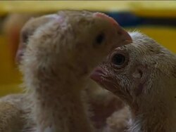 Farmers profit from latest market prices flashed on mobile phones News Clip