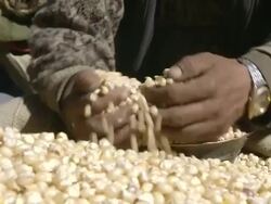 CU Grain being measured for trade of salt / Hurikot village, Low Himalayas, Dolpo, Nepal    Stock Footage