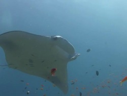 Manta Ray Stock Footage