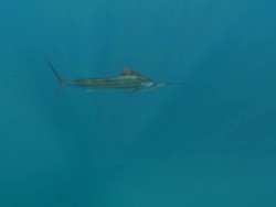 MS TS Shot of Sailfish schooling to hunt bait ball / Playa del Carmen, Isla Mujeres, Mexico Stock Footage