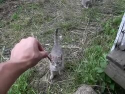 Feeding cats Stock Footage