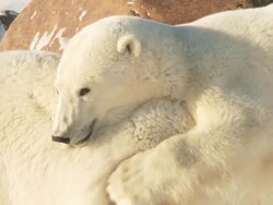 CU TS  Two polar bears play fighting in snow / Churchill, Manitoba, Canada  Stock Footage