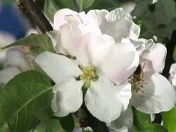 HD: Bee on a blossom Stock Footage