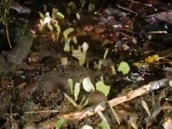 Time-lapse of Leaf Cutter Ants (Atta sp.) carrying pieces of leaves to their nest at night in the rainforest, Ecuador Stock Footage