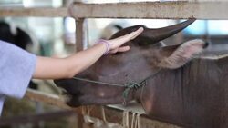 Buffalo Stock Footage