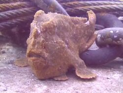 Bronze Frogfish Stock Footage
