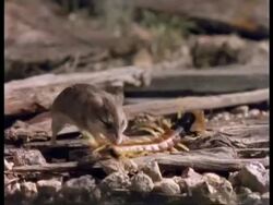 Grasshopper mouse (Onychomys sp.) attacking centipede (Scolopendra sp.), USA, MCU Stock Footage