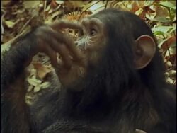 CU, Young chimpanzee (Pan troglodytes) eating fruit, headshot, Gombe Stream National Park, Tanzania Stock Footage
