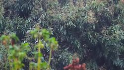 Raining over the tree in the Rainy Season in Thailand Stock Footage