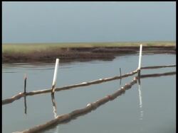Dwayne Price, a charter boat fisherman, gave the AP's Bonny Ghosh a tour of oil-soaked Barataria Bay in Louisiana.  Price decried the impact of the oil spill on the areas wildlife and pleaded for more help cleaning it up. News Clip