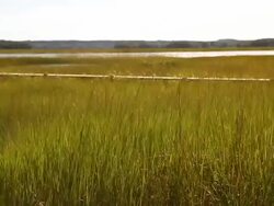 MS SLO MO Shot of long grasses with boardwalk and water / Boston, massachusetts, United States Stock Footage