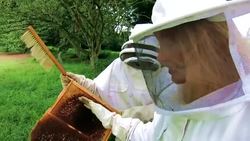 What's inside a Natural Hive? | Beekeeping with Maddie #14 Instructional Video