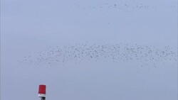 Wading birds take flight over the Humber Estuary News Clip
